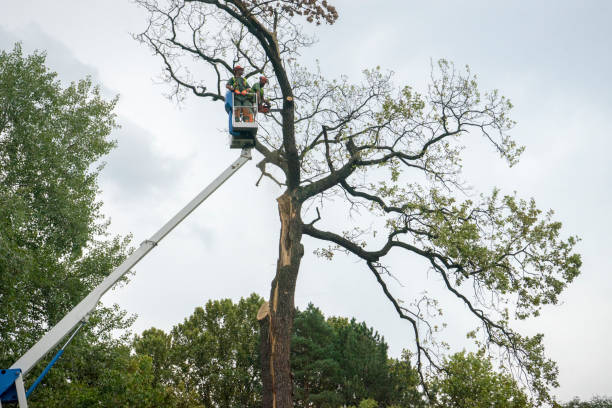 Best Affordable Tree Cutting  in USA